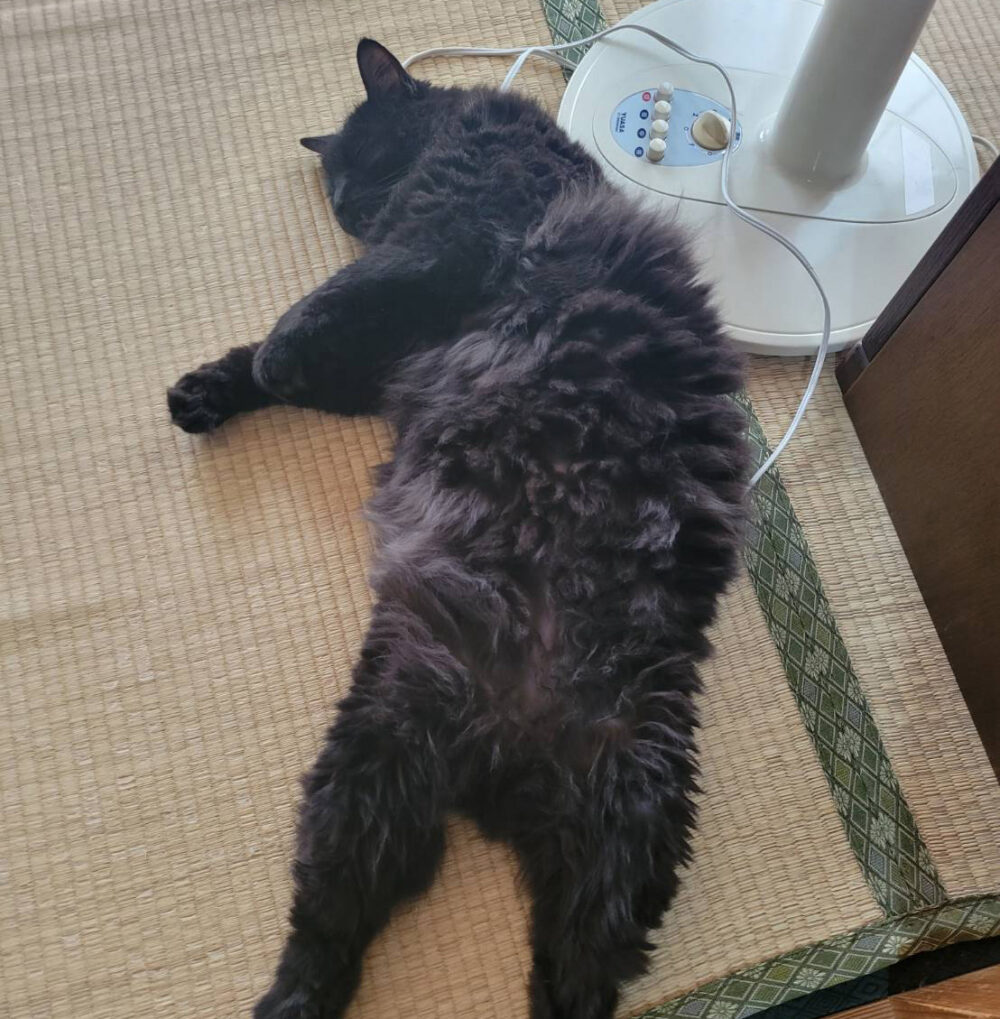 猫