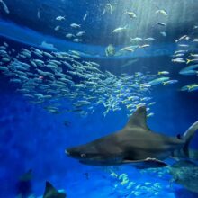 水族館